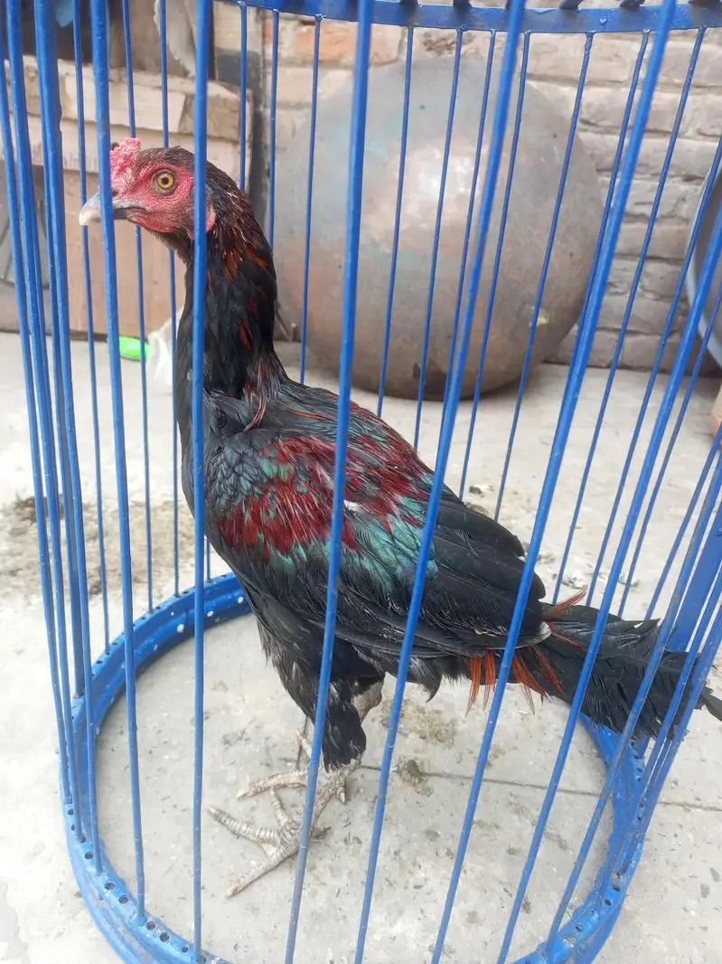 Aseel madi — photo 8