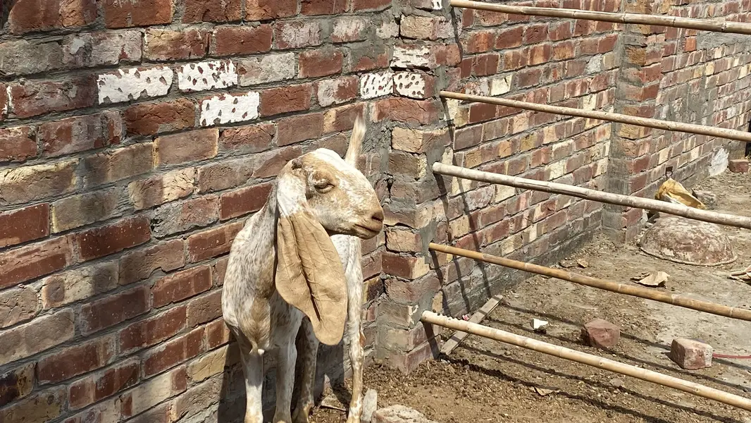 Makhi chini bakri — photo 3