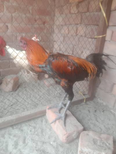 for sale 03025050756