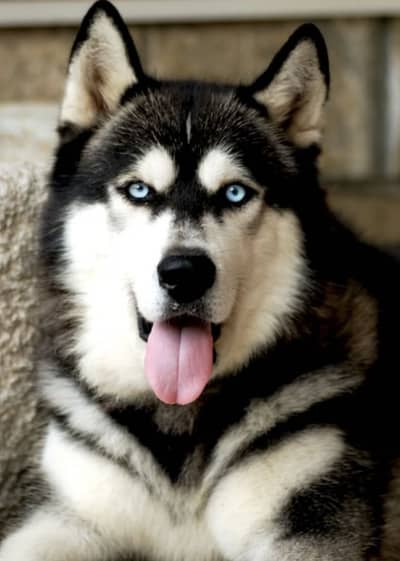 Siberian Husky