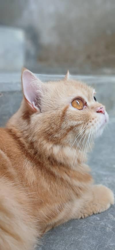 white persian cat