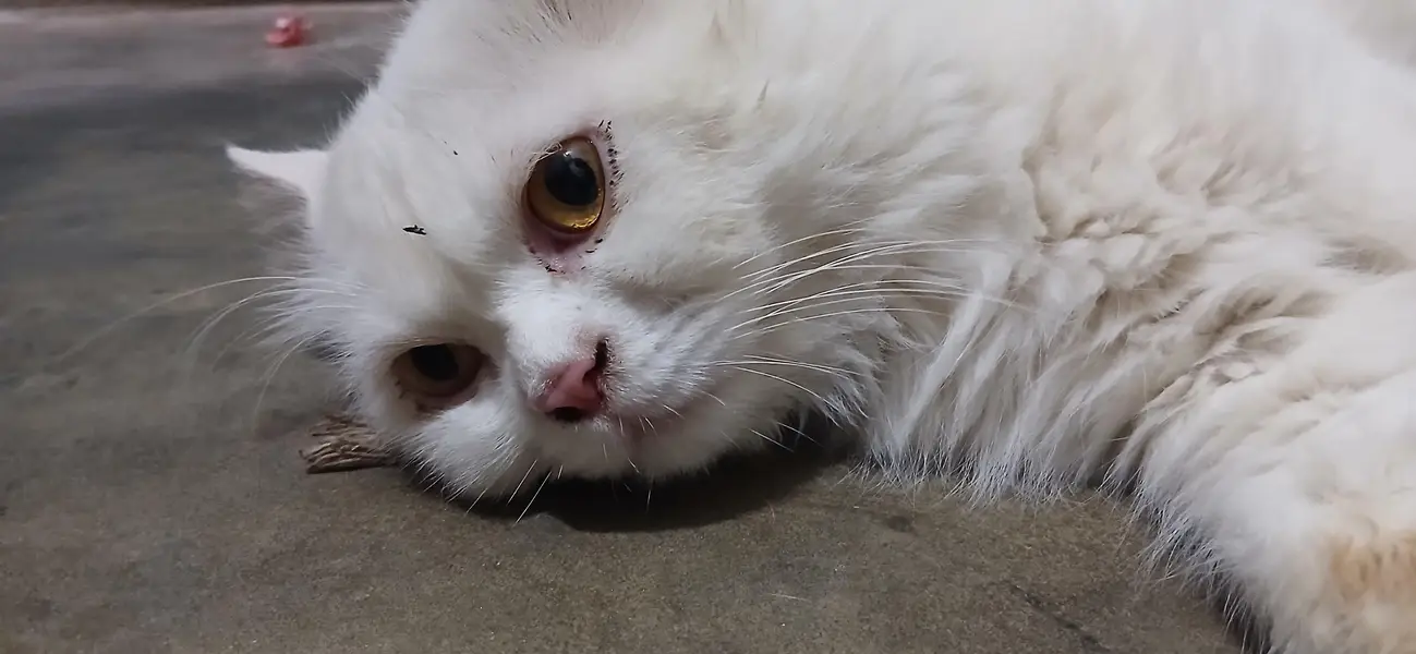 white persian cat — photo 4