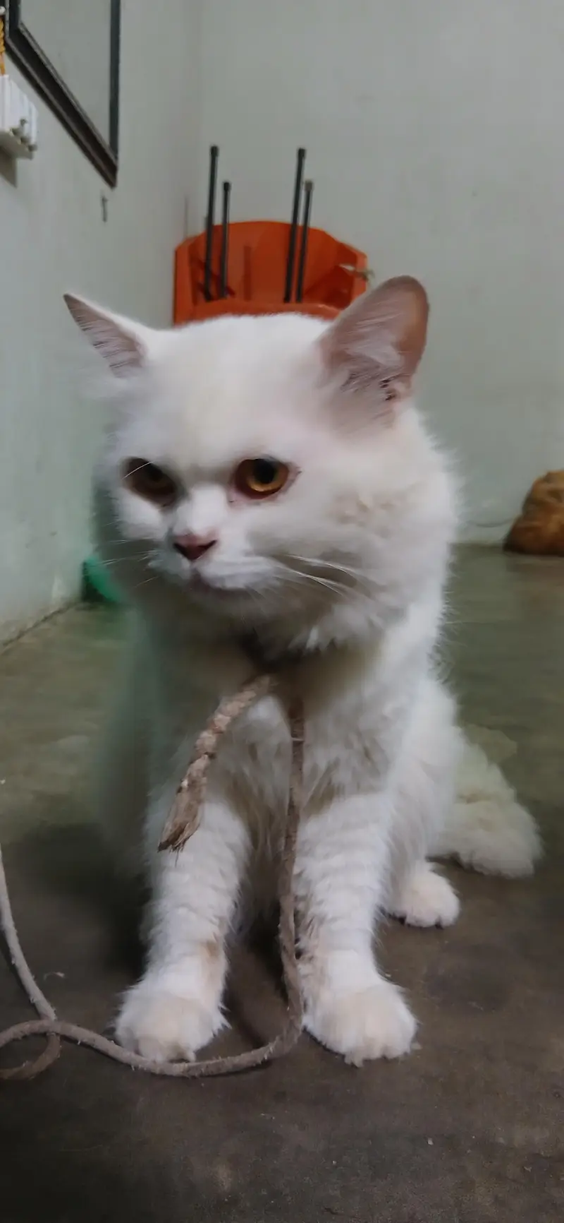white persian cat — photo 5
