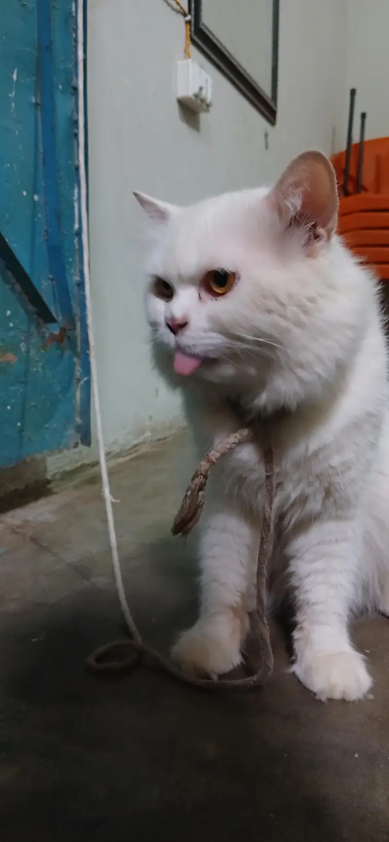 white persian cat — photo 6