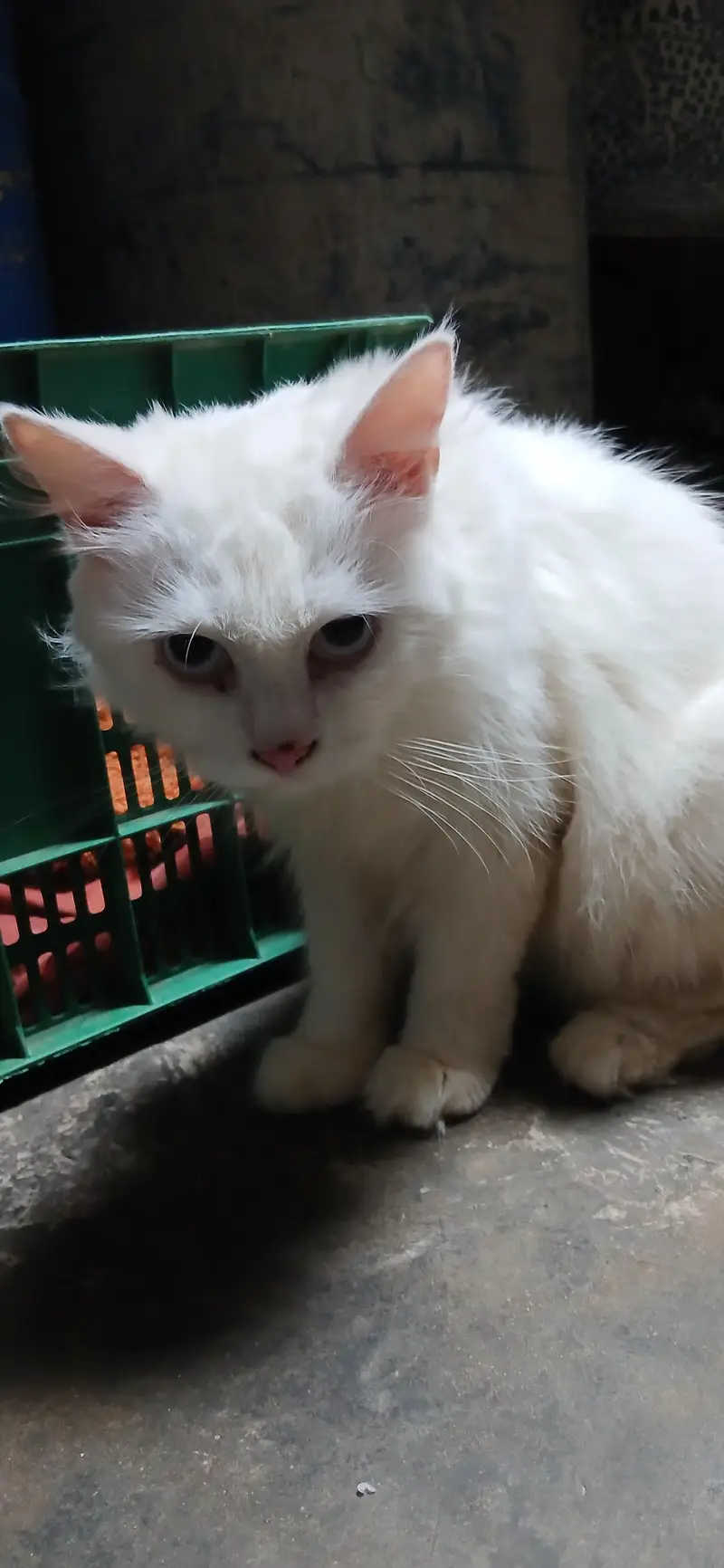 white persian cat — photo 7