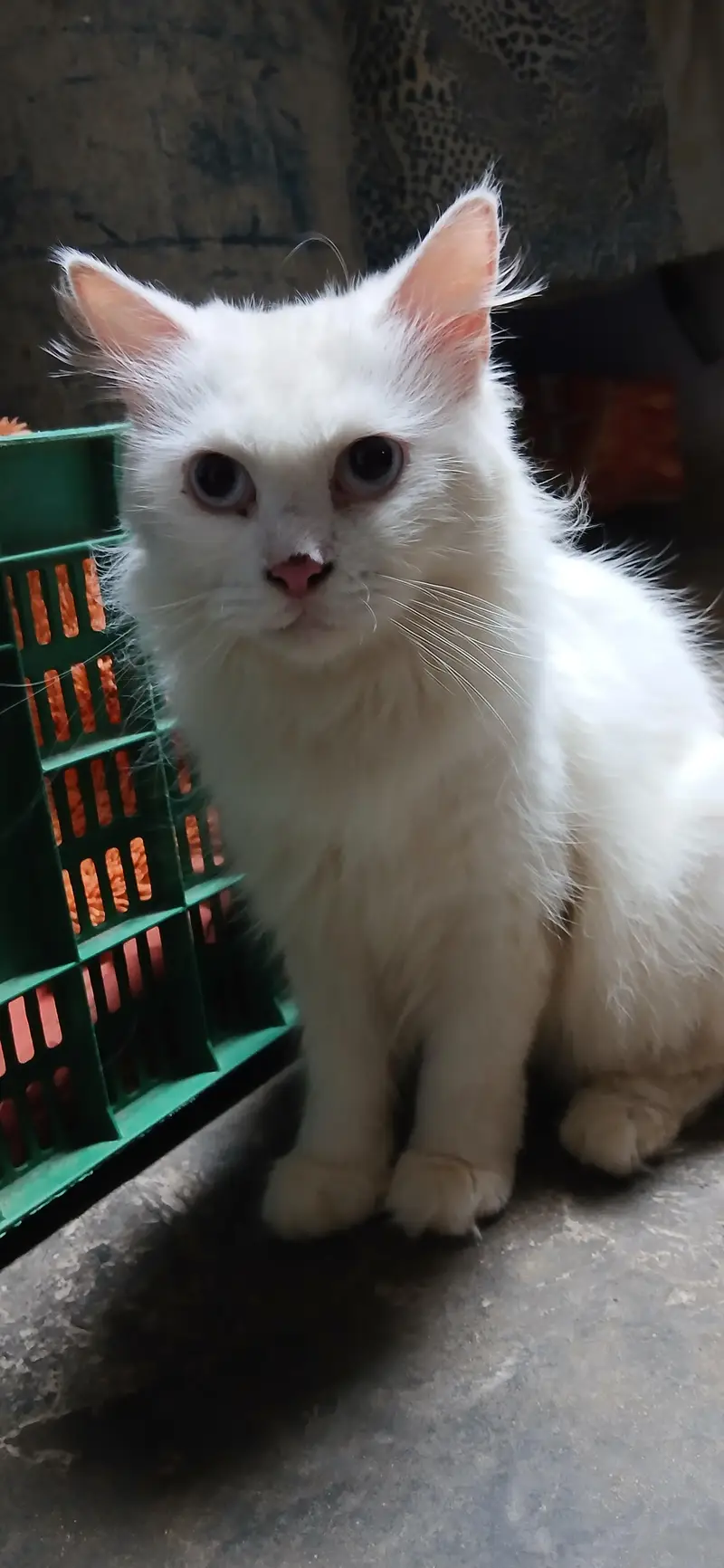 white persian cat — photo 8