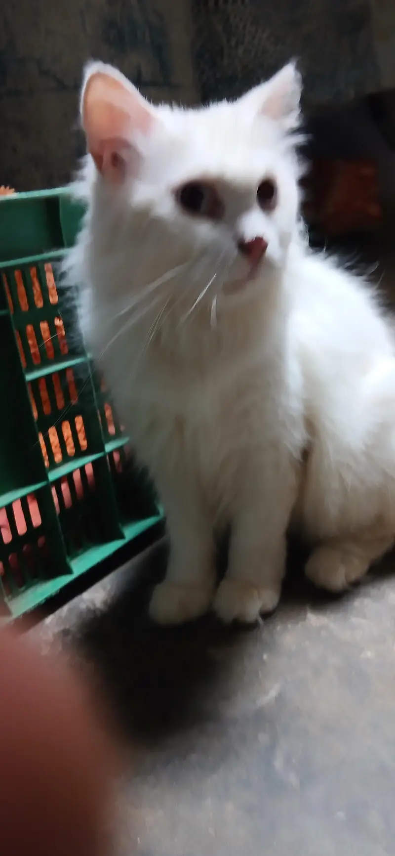 white persian cat — photo 9