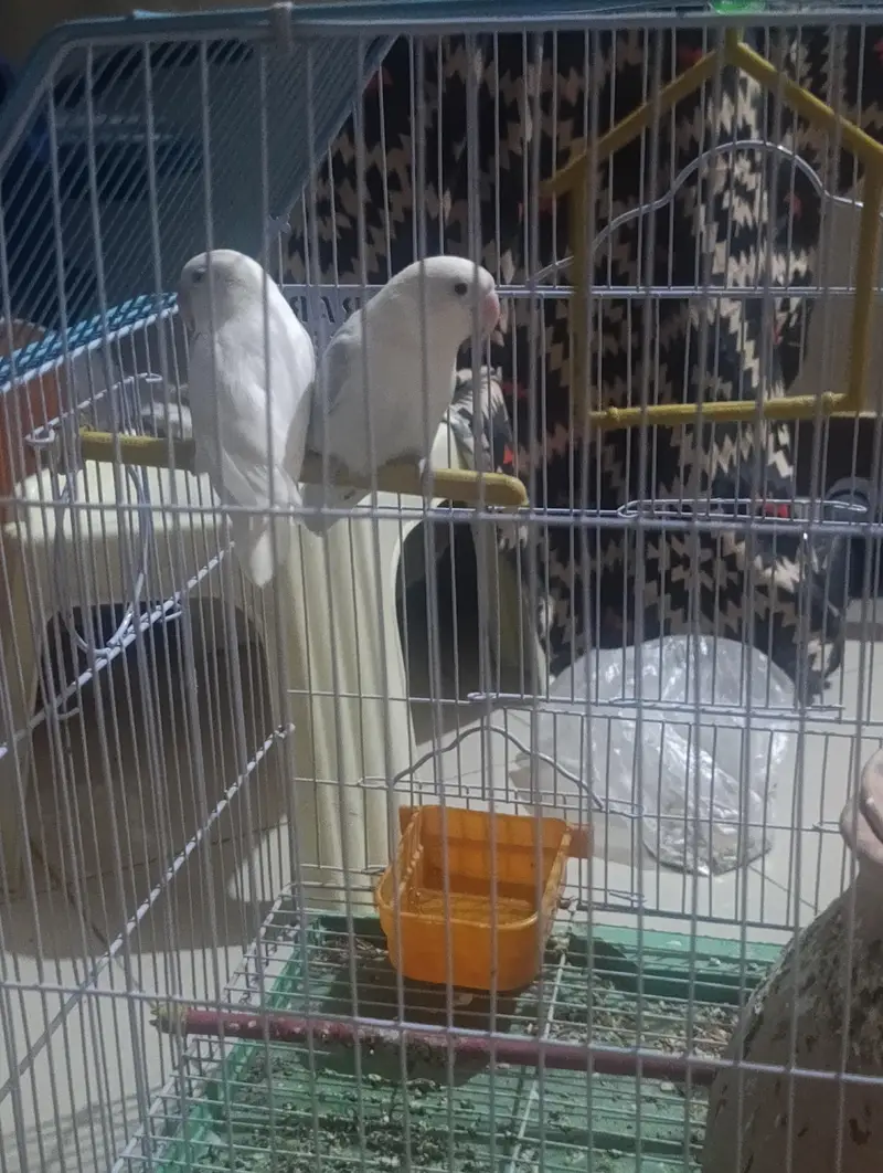 fisher birds — photo 2