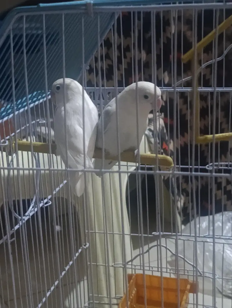 fisher birds — photo 3
