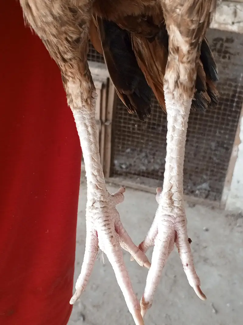 aseel pathi for sale urgent — photo 2