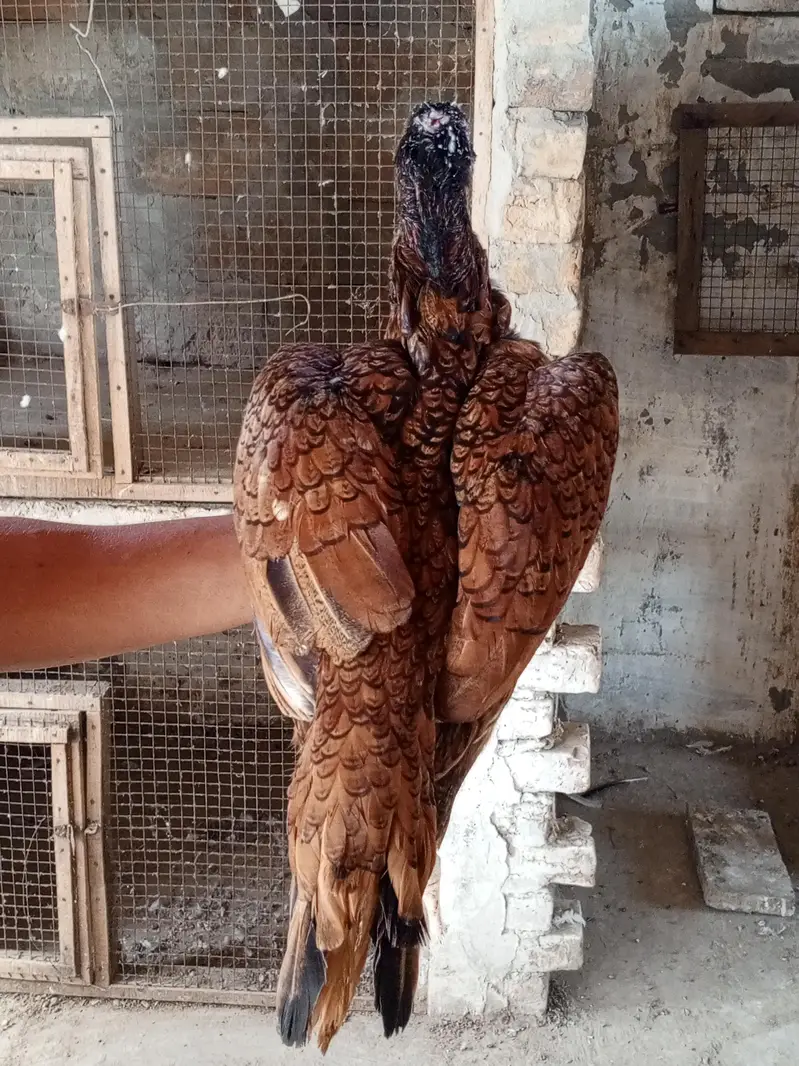 aseel pathi for sale urgent — photo 3