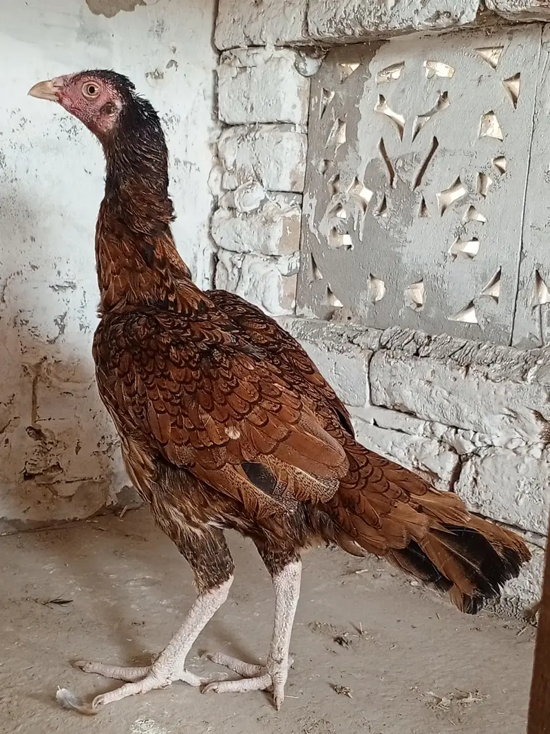 aseel pathi for sale urgent — photo 4