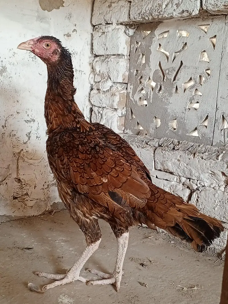 aseel pathi for sale urgent — photo 5
