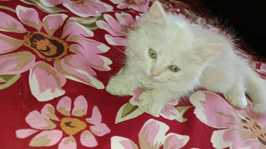 Persian Kitten for Sale With Acessories | Doll Face | Triple Coeated