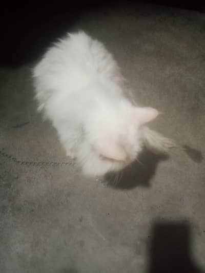 color white Russian female cate