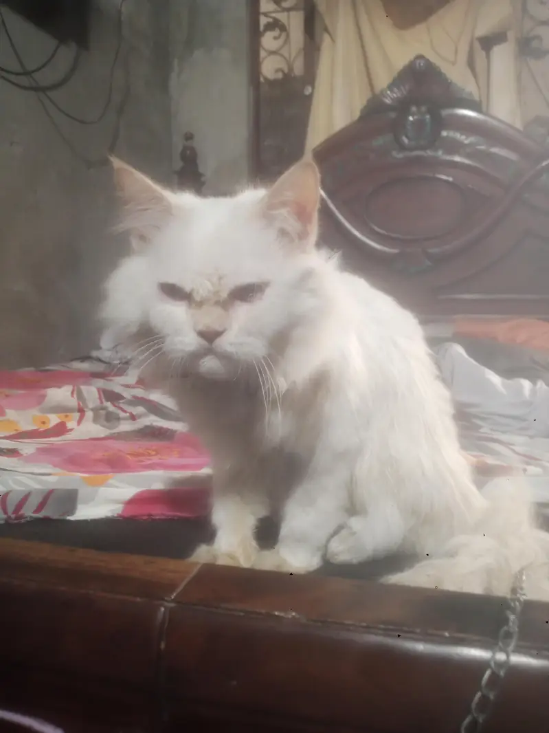 color white Russian female cate — photo 2