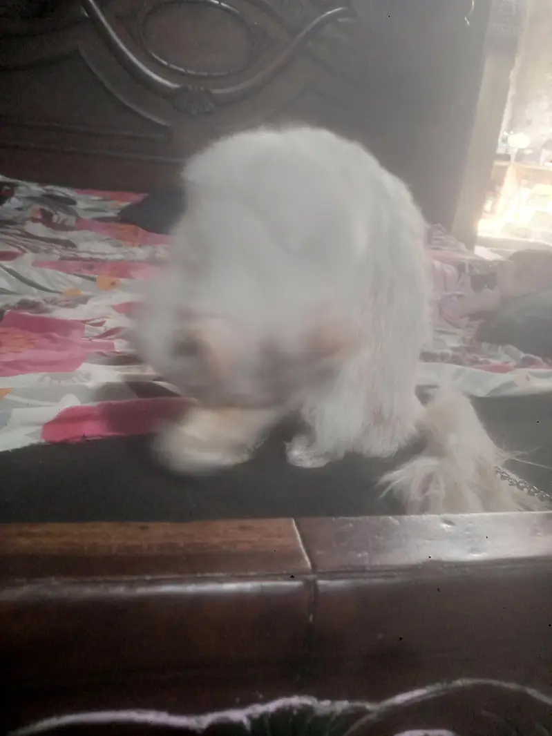 color white Russian female cate — photo 3