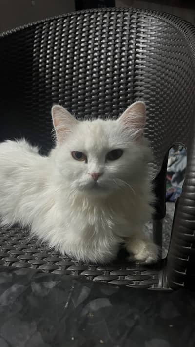 Persian cat white color triple cot
