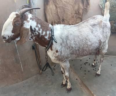 Gabban Tyar Bakri For Sale 03162918168