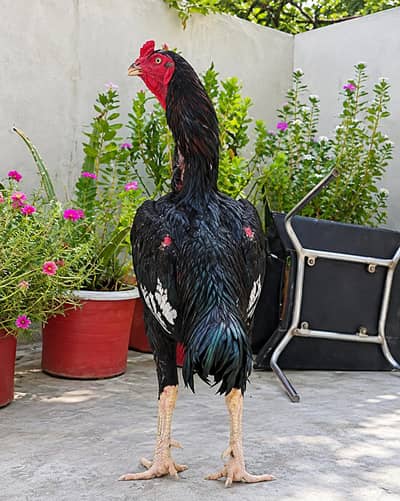 Aseel murga