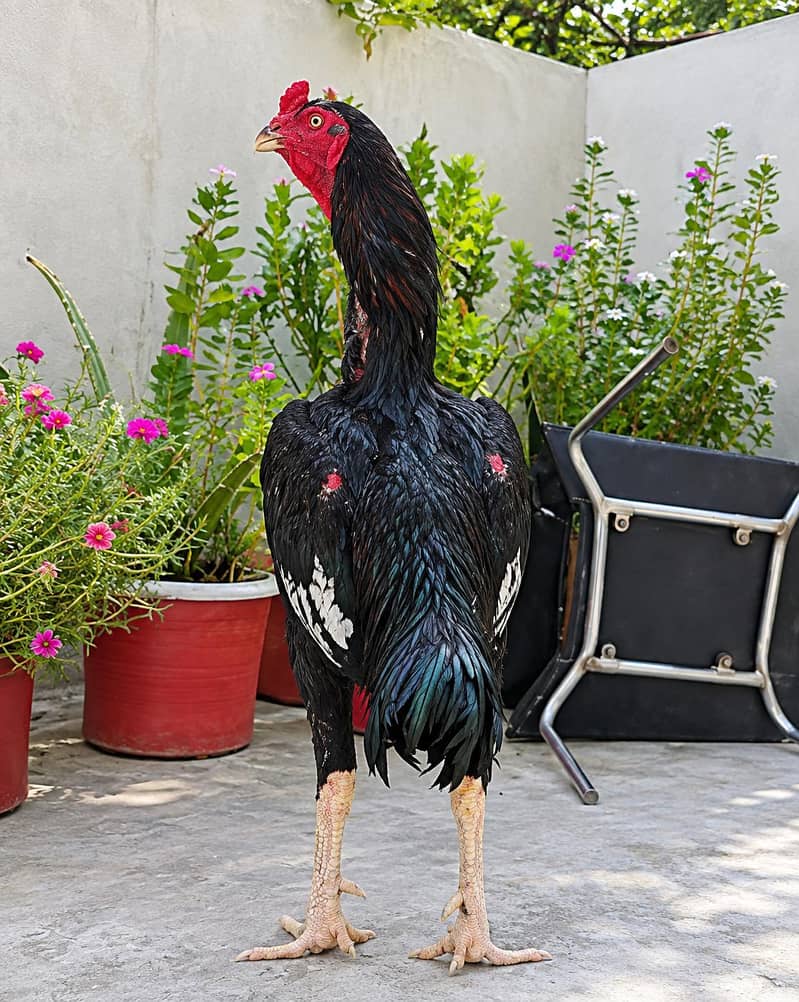 Aseel murga 0