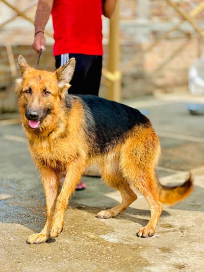 German Shepherd Male & Female Pair – 19 Months Old
