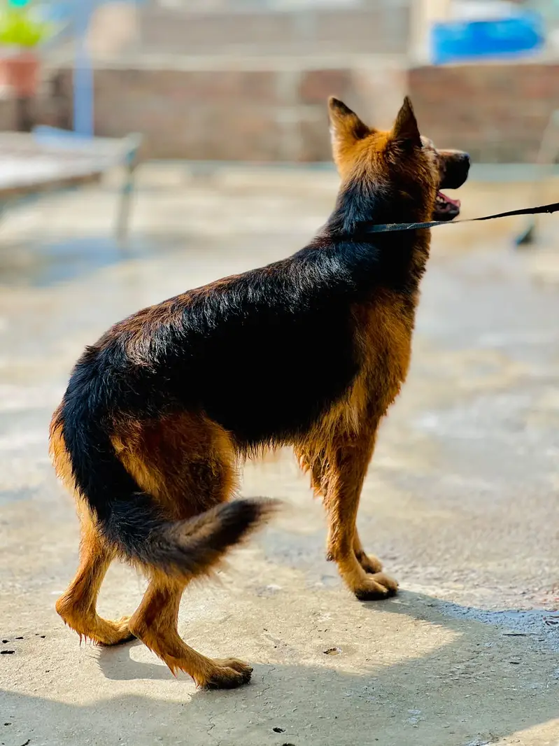 German Shepherd Male & Female Pair – 19 Months Old — photo 2