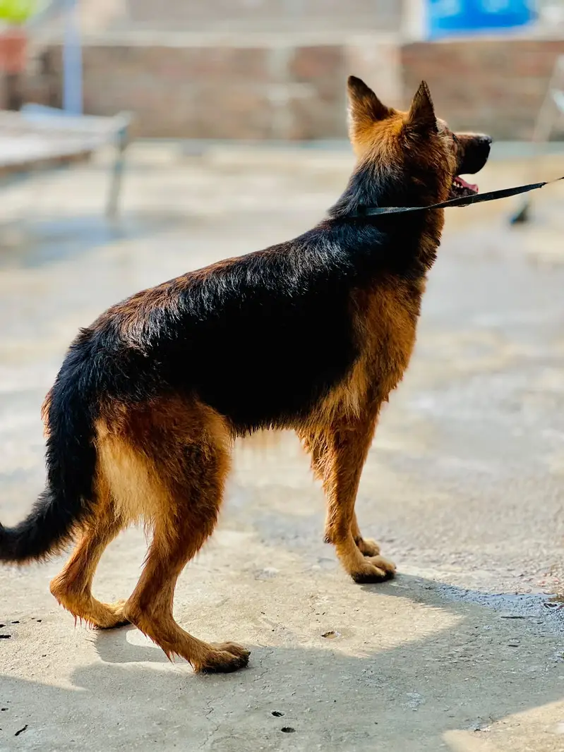 German Shepherd Male & Female Pair – 19 Months Old — photo 3