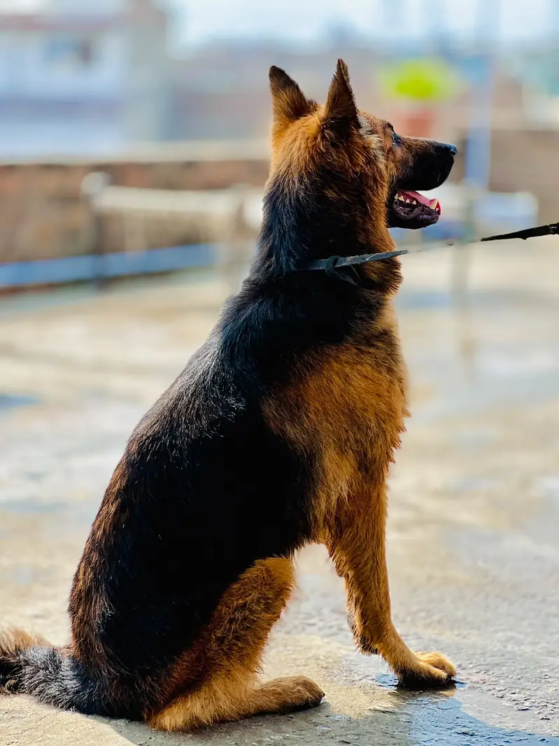 German Shepherd Male & Female Pair – 19 Months Old — photo 6