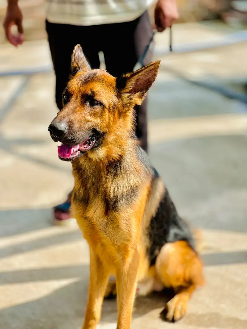 German Shepherd Male & Female Pair – 19 Months Old — photo 7