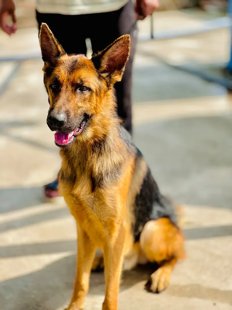 German Shepherd Male & Female Pair – 19 Months Old — photo 8