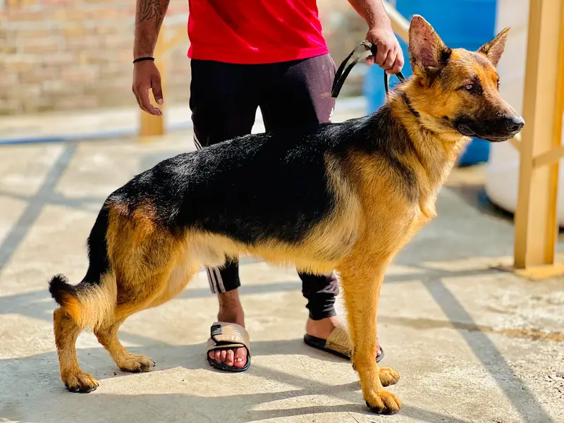 German Shepherd Male & Female Pair – 19 Months Old — photo 9