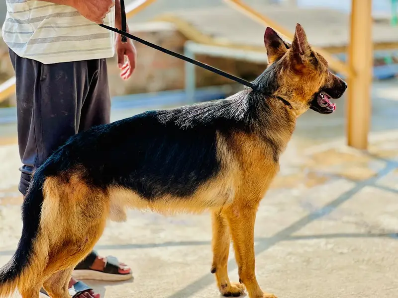 German Shepherd Male & Female Pair – 19 Months Old — photo 10