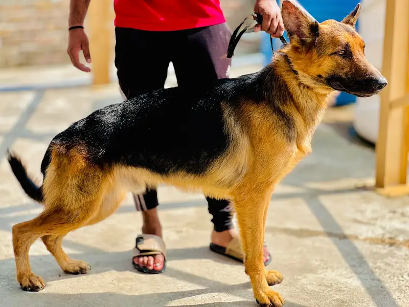 German Shepherd Male & Female Pair – 19 Months Old — photo 11