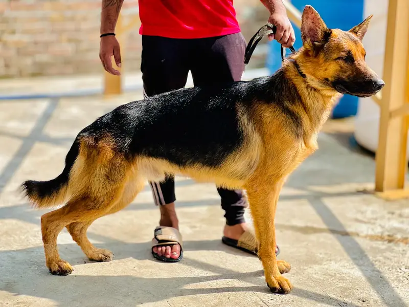 German Shepherd Male & Female Pair – 19 Months Old — photo 12