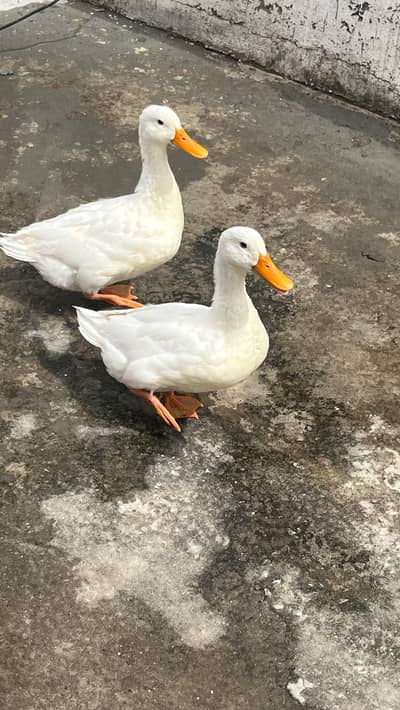 Pure white Ducks ( High quality breed home grown )