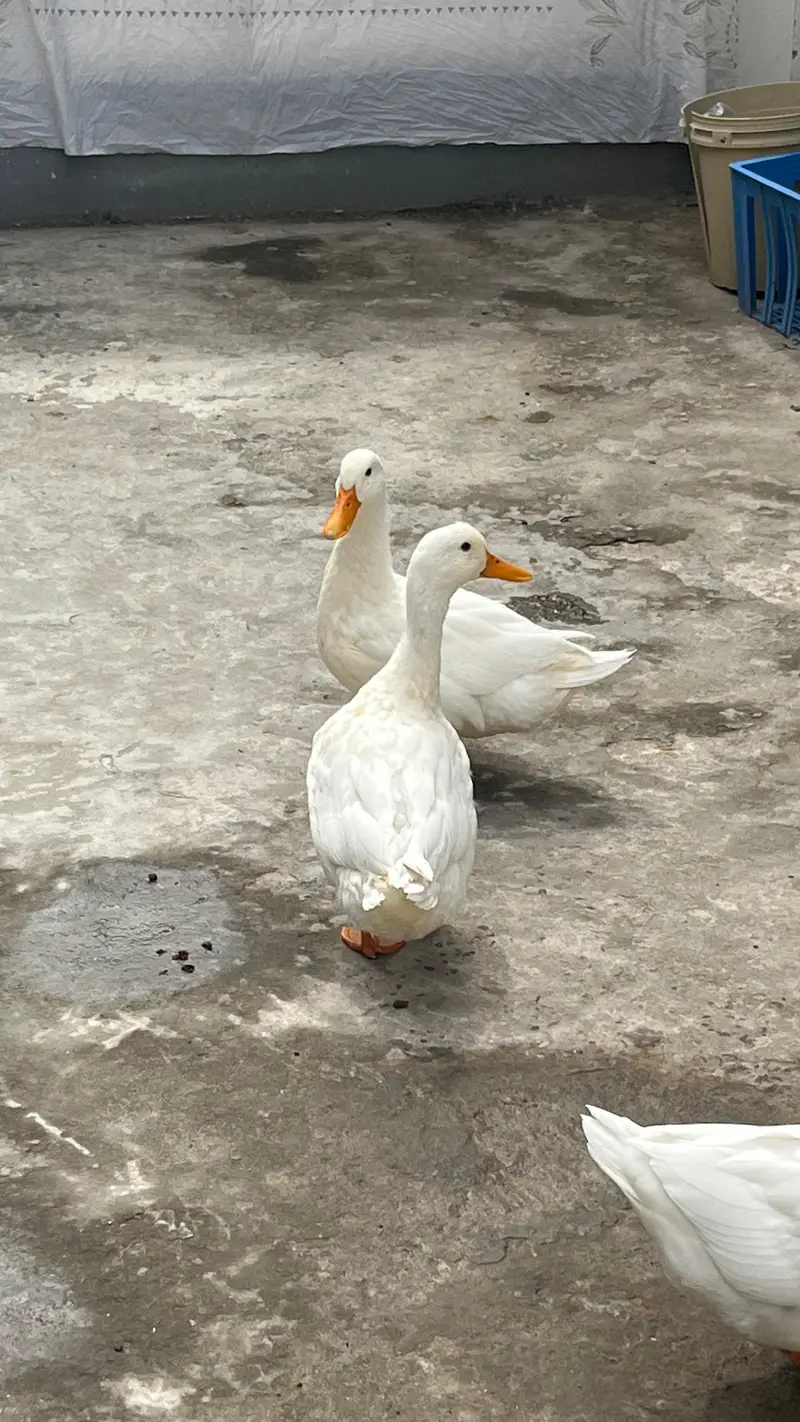 2 Pure white Ducks ( High quality breed home grown ) — photo 2