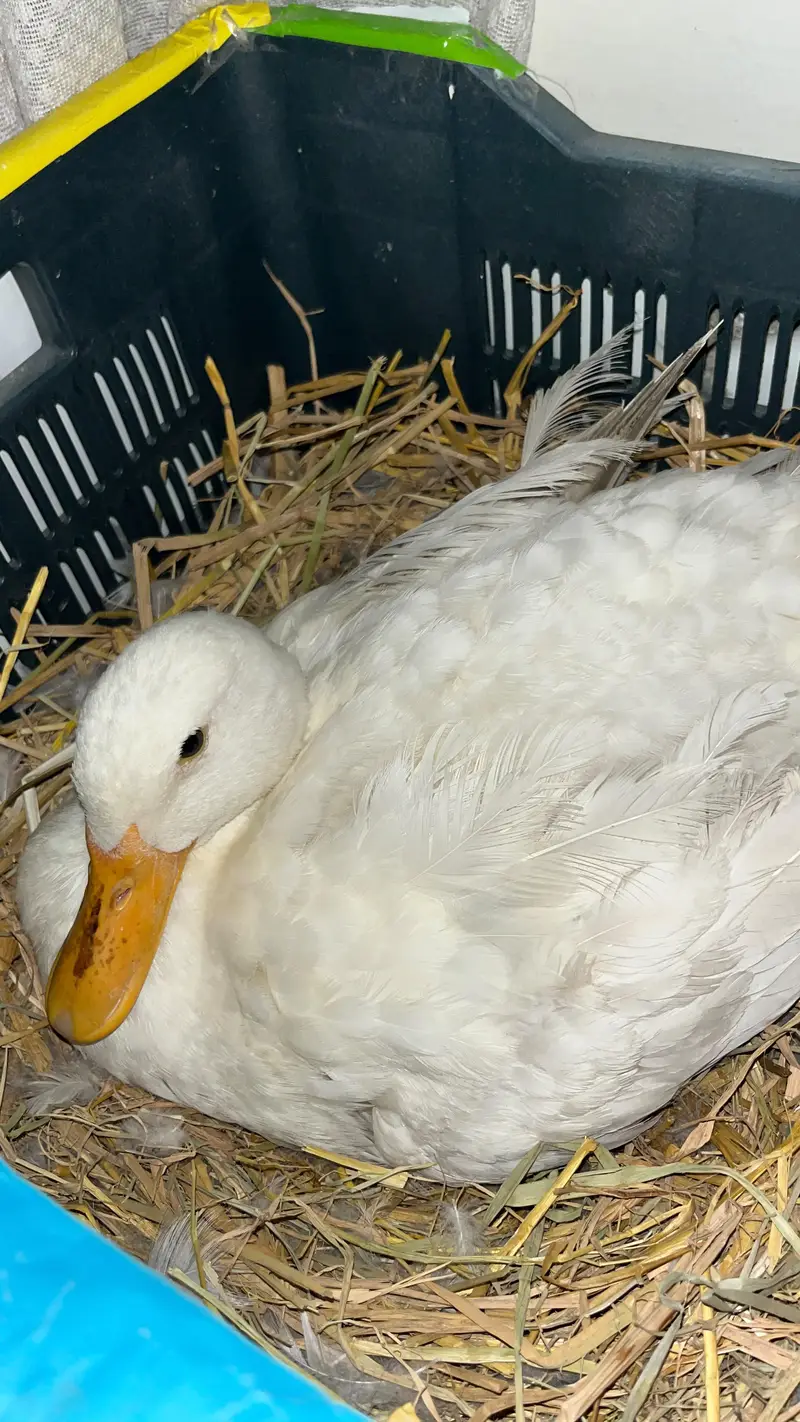 2 Pure white Ducks ( High quality breed home grown ) — photo 3