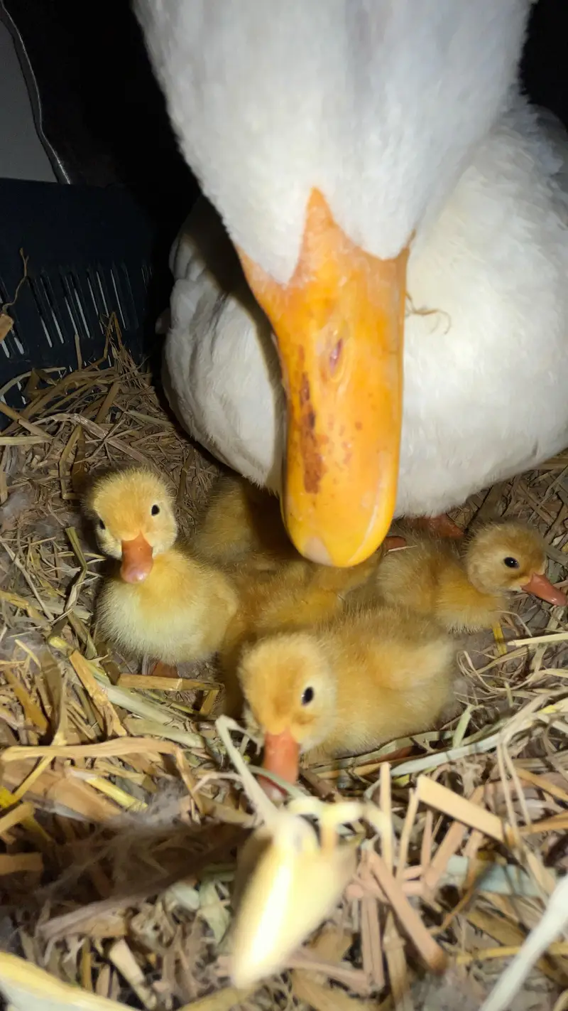 2 Pure white Ducks ( High quality breed home grown ) — photo 4