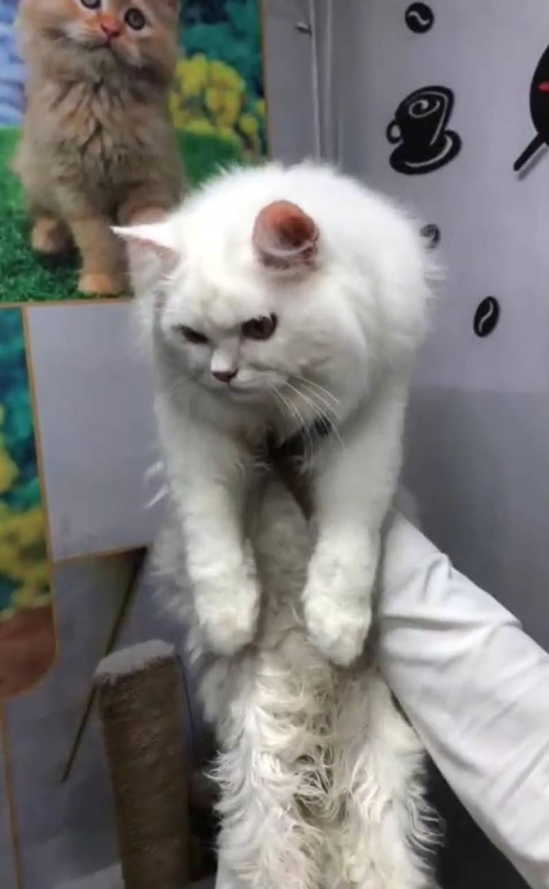 persian trained Cat 0