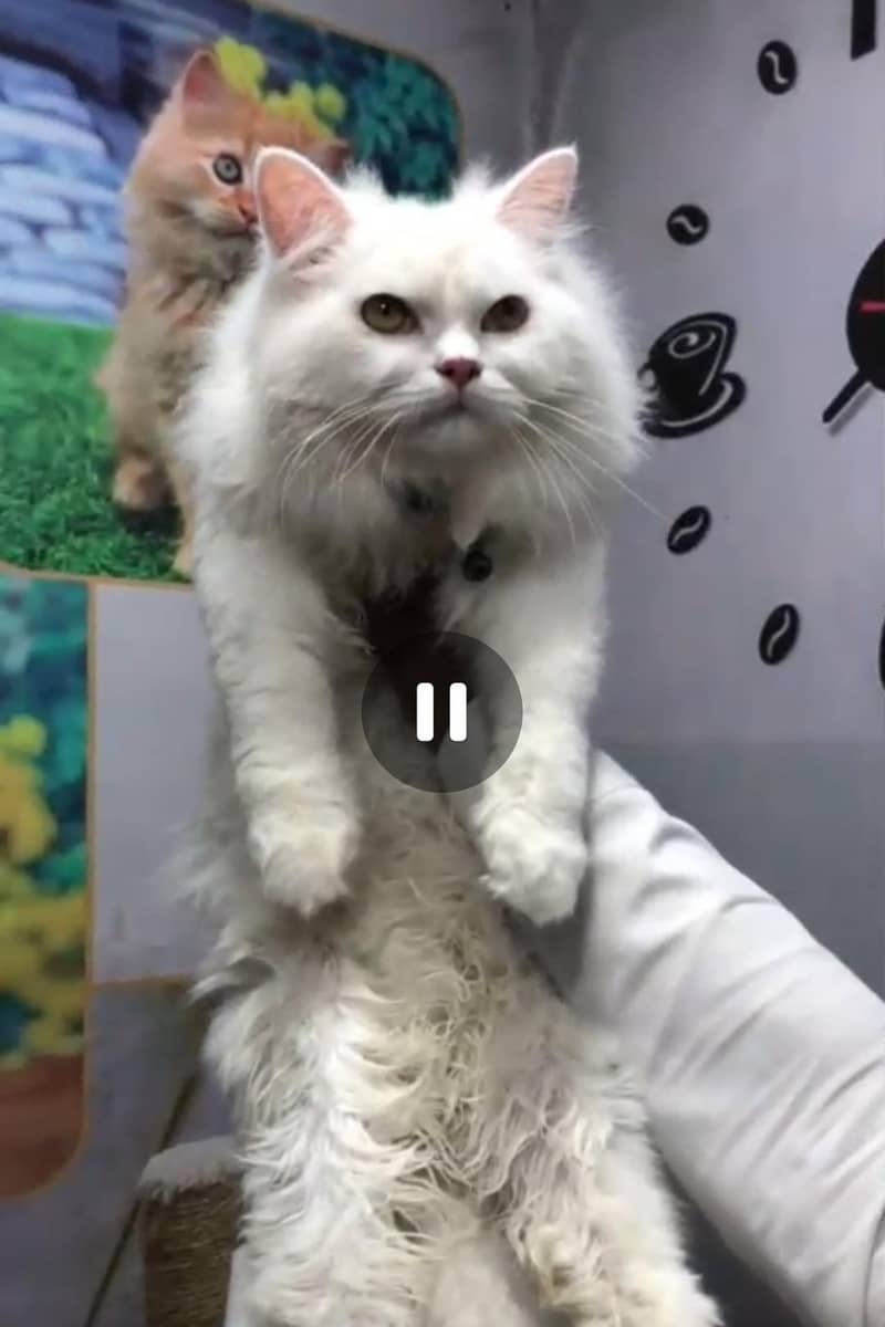 persian trained Cat 1