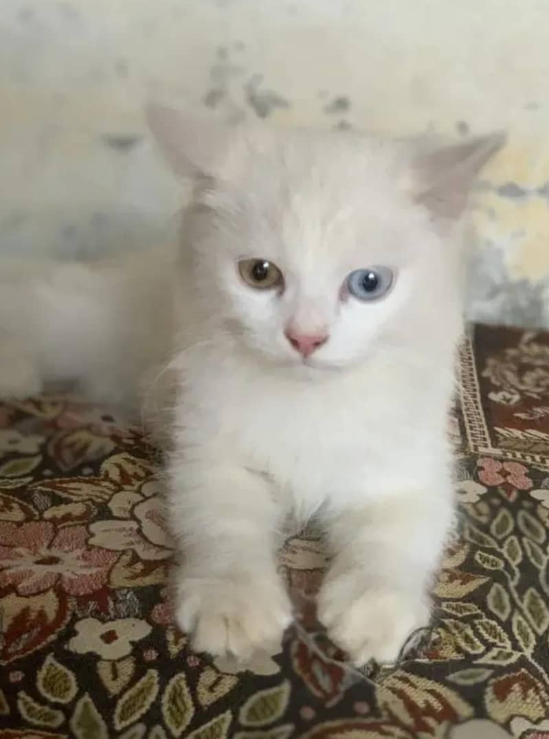 persian trained Cat 2