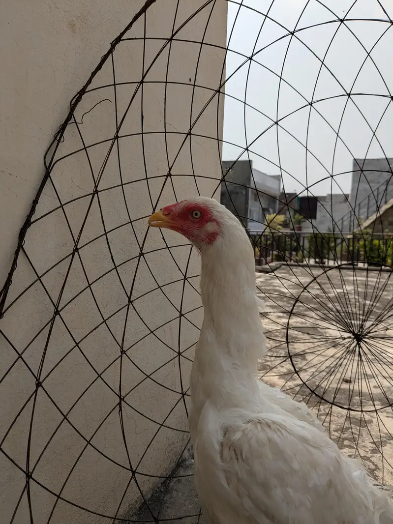 Heera aseel — photo 2