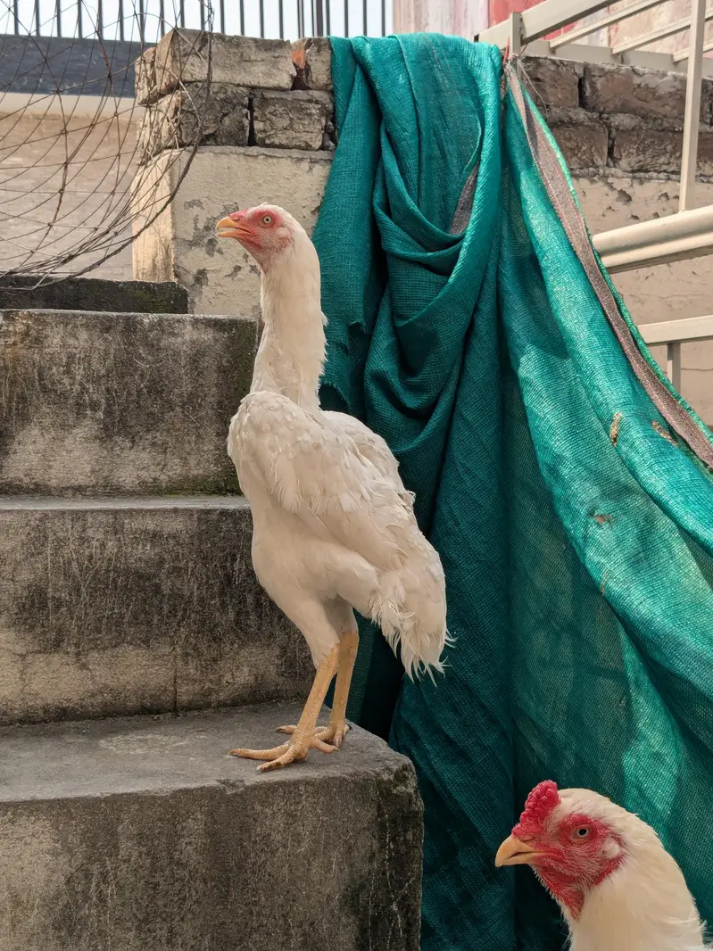 Heera aseel — photo 3