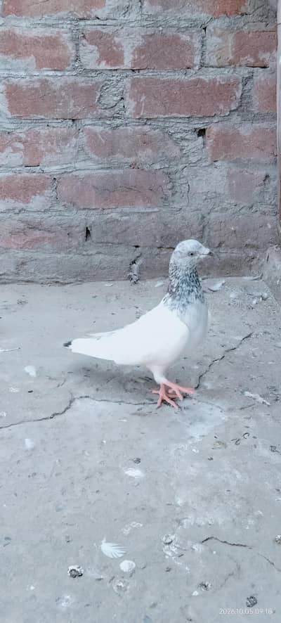 Sialkoti female