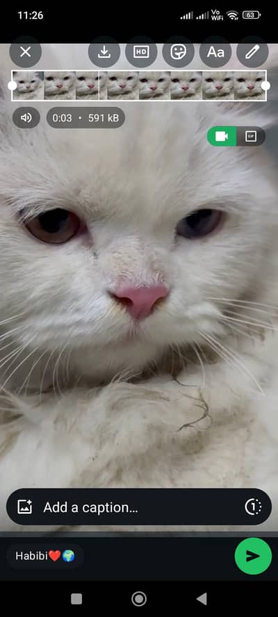 Persian Tamed Cat