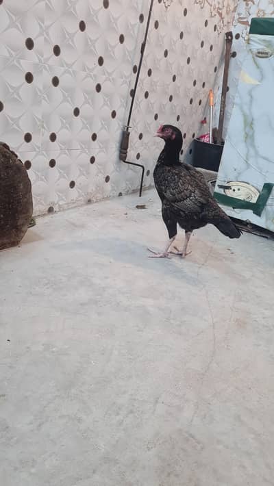 boht acha madie hai wp number 03193478303