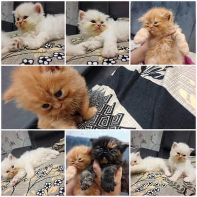 Pure Persian Punch Face Kittens For Sale - Triple Coated - Sargodha
