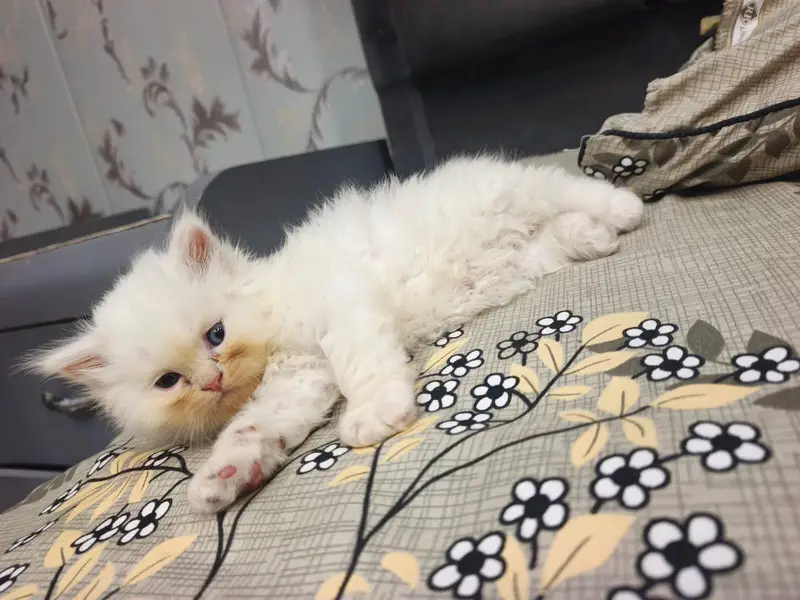 Pure Persian Punch Face Kittens For Sale - Triple Coated - Sargodha — photo 2