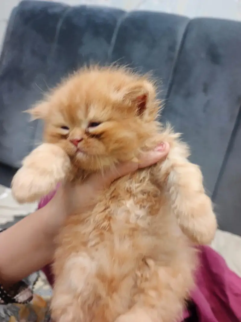 Pure Persian Punch Face Kittens For Sale - Triple Coated - Sargodha — photo 3